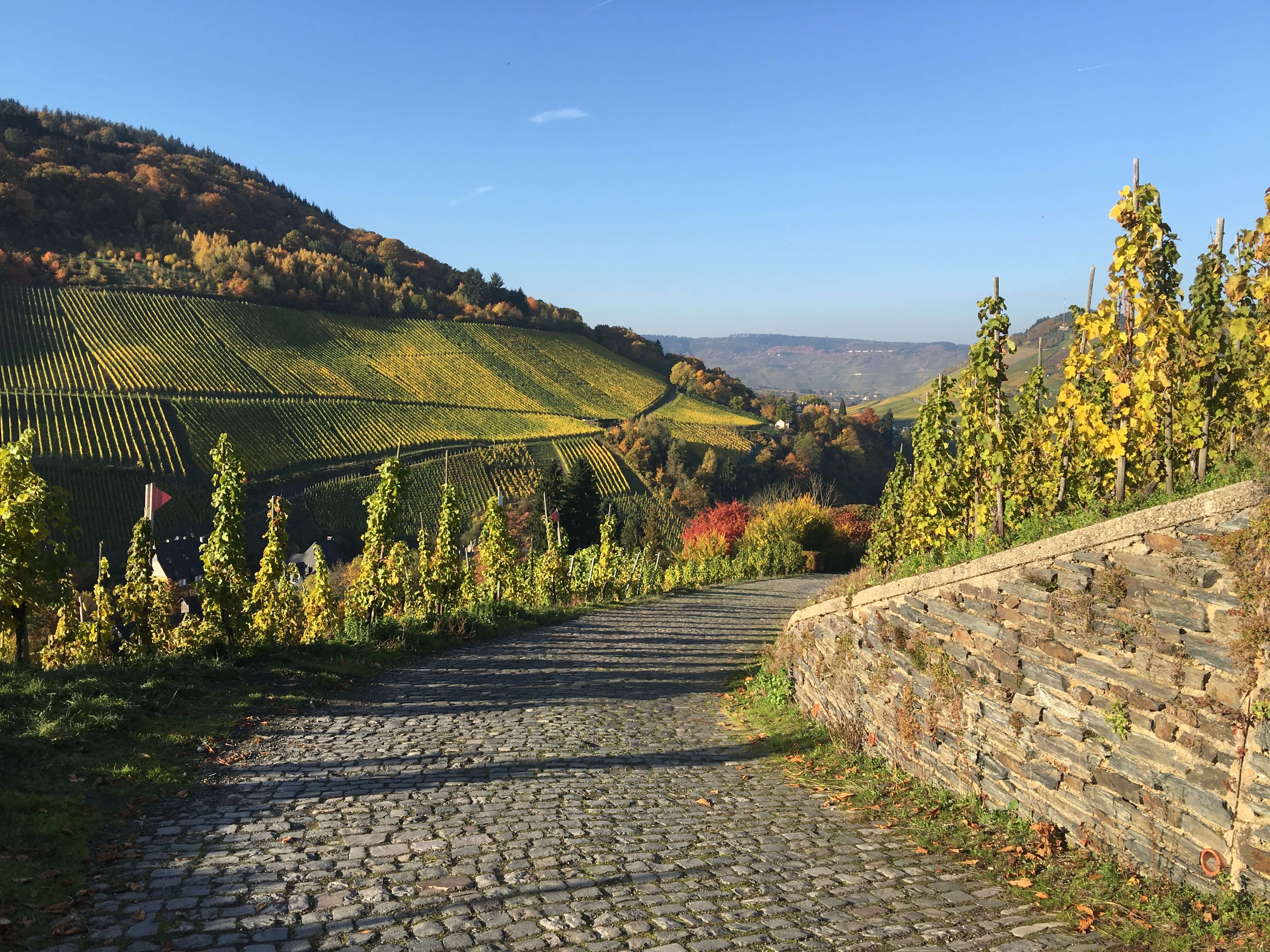 Seit über 2.000 Jahren wird an der Mosel Wein angebaut - die Vinothek und Weinhandlung wird das einzigartige Terroir der Mosel und ihre vielfältigen Weine repräsentieren